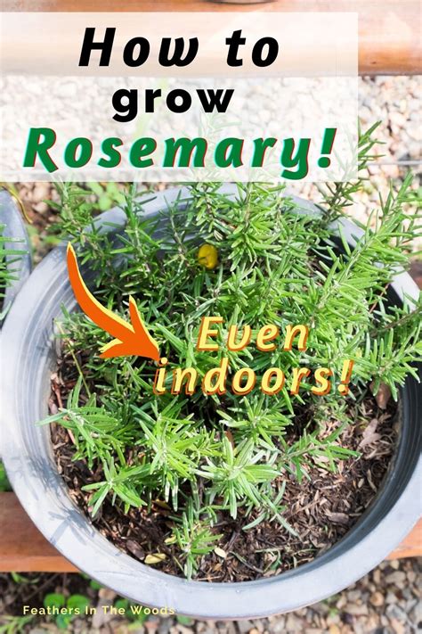 How To Grow Rosemary Indoors And Out Growing Rosemary Growing