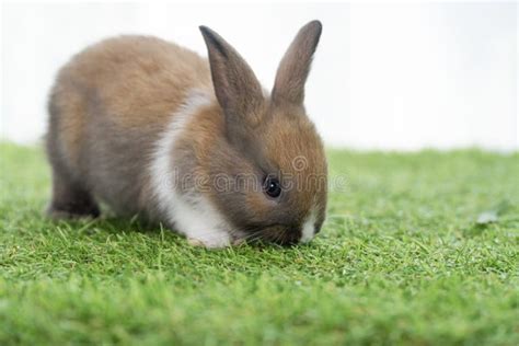 Fluffy Rabbit Bunny Walking Green Grass In Spring Summer Background