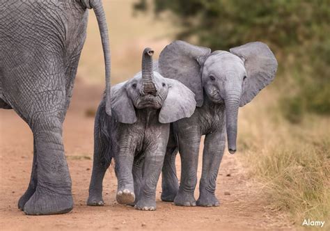 35 Baby Elephants Have Been Torn From Their Mothers And Families In
