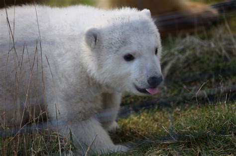 Uks Youngest Polar Bear Is Named And Takes First Steps Outside Zooborns