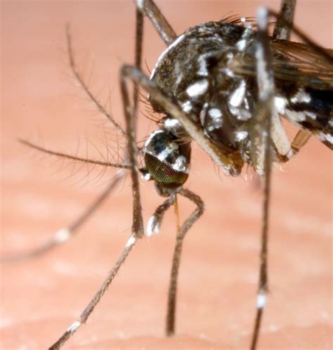 Aedes Albopictus Asian Tiger Mosquito