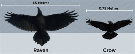 Crows Vs Ravens Whats The Difference Birds Advice