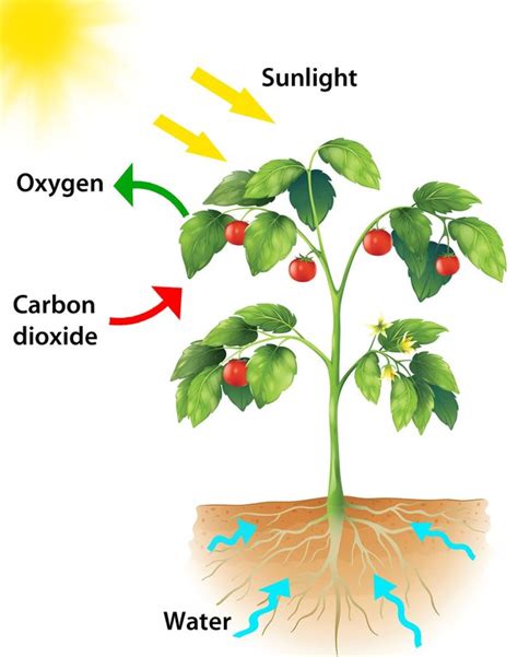 Do Plants Need Sunlight To Produce Food Do Plants Need Water To