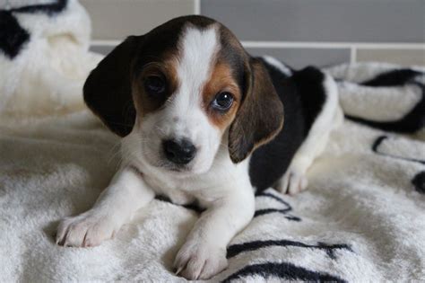 77 Miniature Beagle Puppies For Sale Near Me L2sanpiero