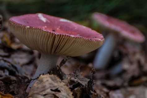 Free Images Nature Autumn Flora Fauna Close Up Fungus Bolete