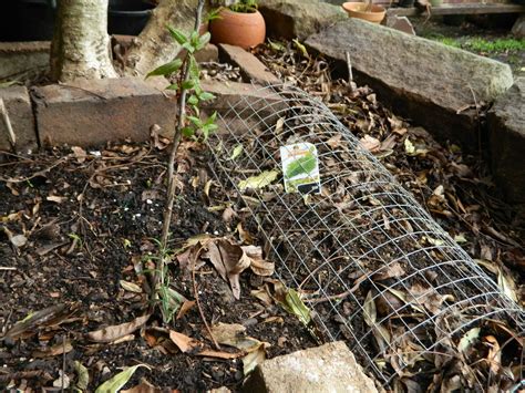 Diy Protect Your Plants With This Easy Possum Shield 1 Million Women