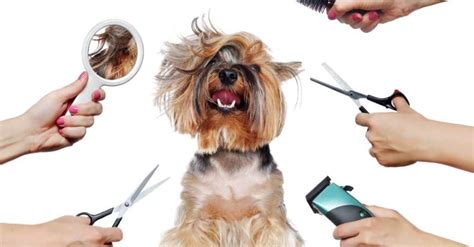 What Every Dog Owner Should Know About Grooming A Puppy Tewksbury