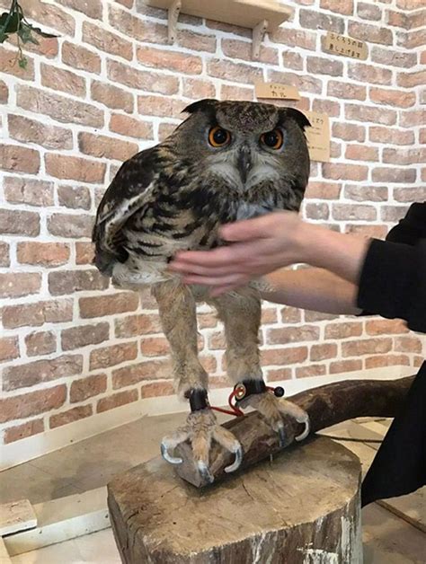 The Actual Length Of Owl Legs Will Never Stop Being Funny Owl Legs