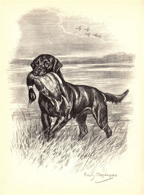 Vintage Labrador Retriever Print Edwin Megargee Black Lab Art Etsy