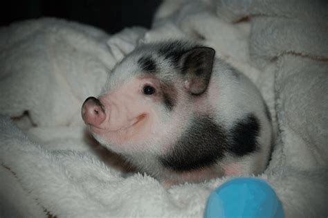 30 Cute Pig Pictures