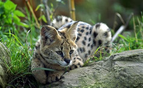 The cat has a lean body and long legs. Le serval, gros chat sauvage de la savane