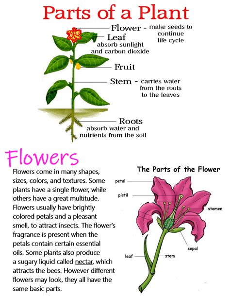 Parts Of A Plant And Flowers ~ Anchor Chart Jungle Academy Science