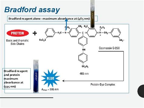 Bradford Experiment Absorbance