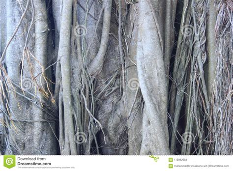Texture Of Root Oak Wood Texture Royalty Free Stock Image