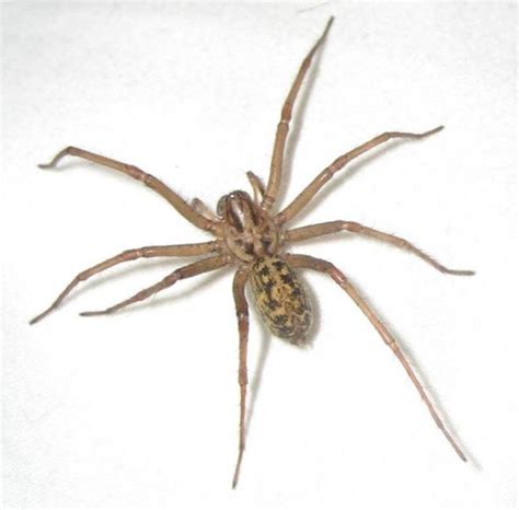 Hobo Spider Tegenaria Agrestis Arachnipedia Wiki Fandom Powered