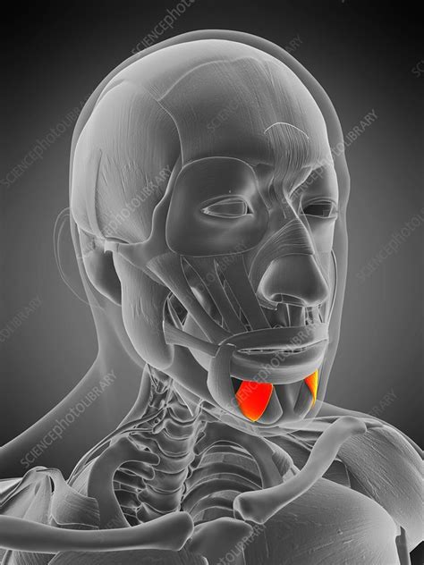 Depressor Labii Inferioris Muscle Illustration Stock Image F029