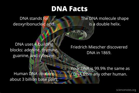 50 Unbelievable Fun Facts About Dna Ultimate Guide 2024