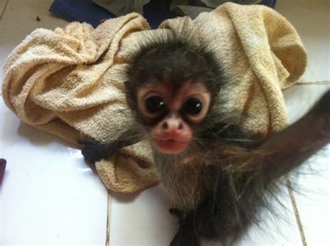 This Is A Baby Spider Monkey Cute Animals Pinterest Monkey