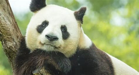 Do People Eat Pandas Untamedanimals