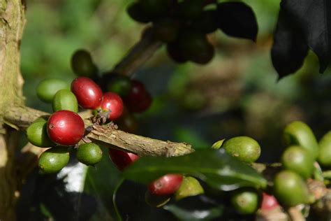Case Study Coffee Wild Species And Cultivars Crop Wild Relatives And