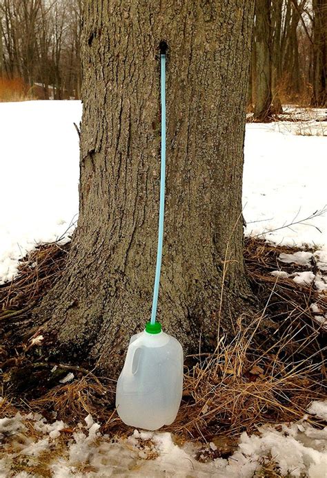 Kids Maple Tree Tapping Kit Taps And Tubes Method Fun And Etsy