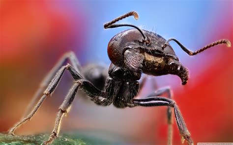 Ant Wallpapers Wallpaper Cave