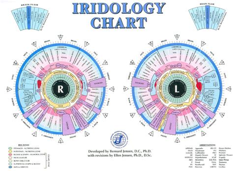 Iridologychartlarge Iridology Chart Iridology Eye Chart