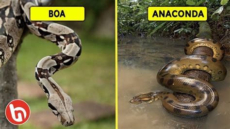 Mana Lebih Mengerikan Perbedaan Ular Boa Piton Dan Anaconda Youtube