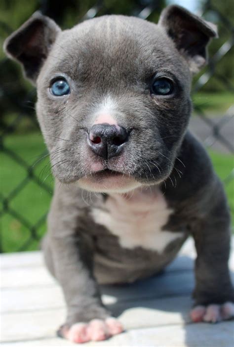 Male C Blue Xl Gottiline Pitbull Puppy For Sale Blue Nose Pitbull