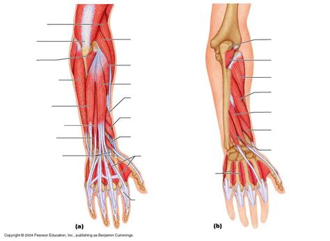 Diagram Of The Muscles In The Forearm Diagrams Arm Muscles Diagram