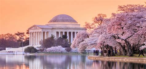 Best Time To See Cherry Blossoms In Dc 2020