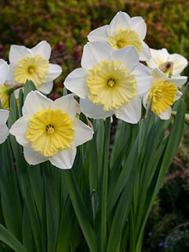 Narcissus Ice Follies Narcis Appeltern Adventure Gardens
