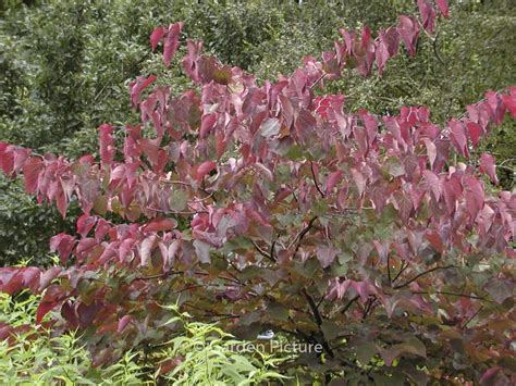 Cercis Canadensis ‘forest Pansy Plantentuin Esveld