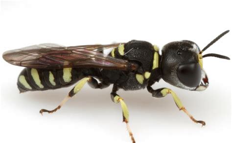 22 Types Of Wasps In Texas With Pictures Animal Hype