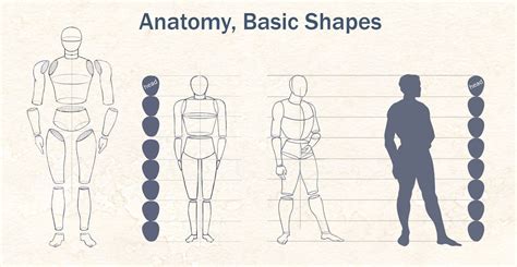 Anatomy Basic Shapes Drawing Body Proportions Basic Shapes Body