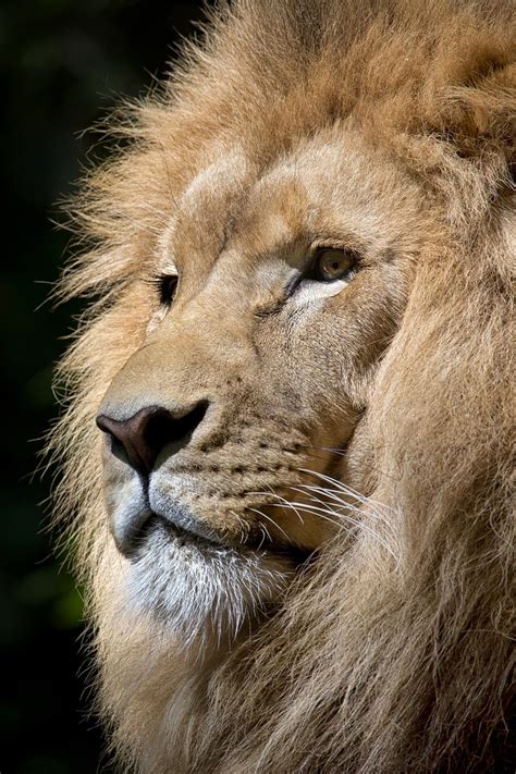 Leão Animal Selvagem Foto Gratuita No Pixabay Pixabay