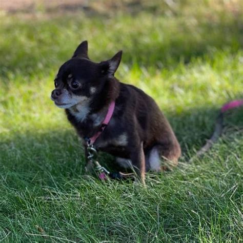 Dog For Adoption Coco Chihuahua A Chihuahua In Scarborough On
