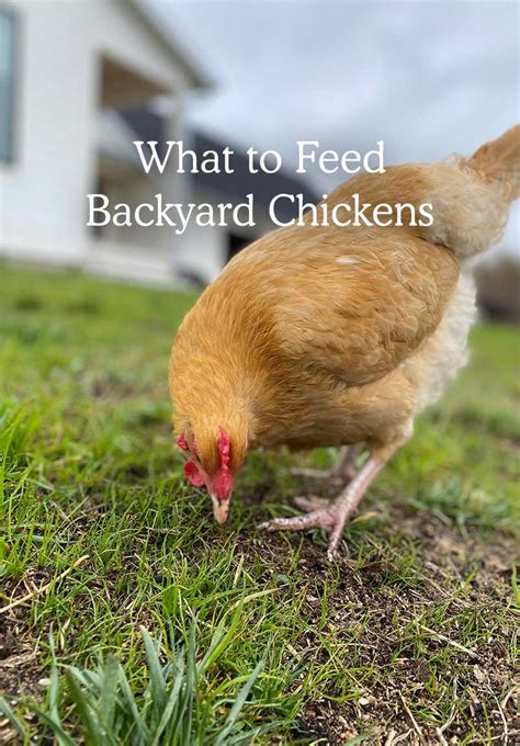 The Best Things To Feed Chickens Ultimate Guide