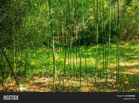 Bamboo Tree Landscape Image And Photo Free Trial Bigstock