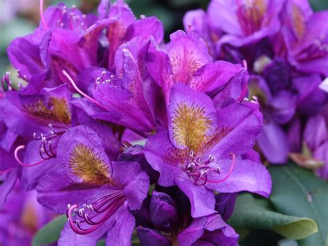 Florence Parks Rhododendron Shrub 1 Gal Unique Violet Flowers Bloo