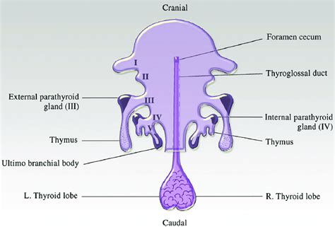 Pituitary Gland Embryology