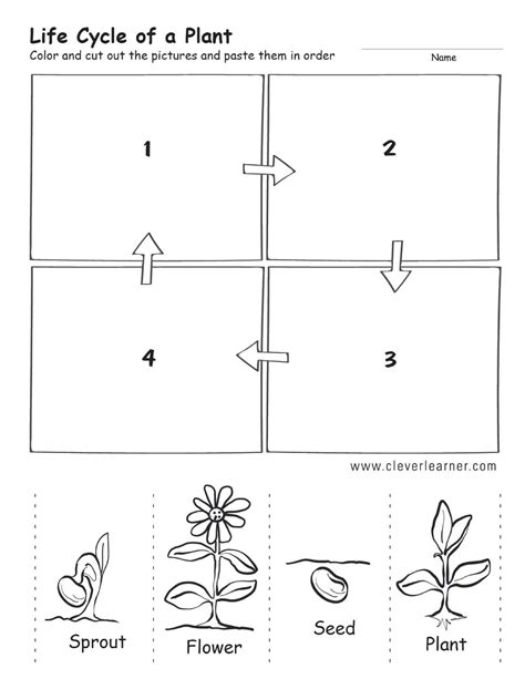 Plant Life Cycle Worksheet Kindergarten