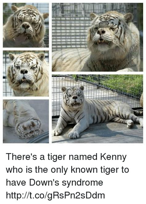 There S A Tiger Named Kenny Who Is The Only Known Tiger To Have Down S Syndrome