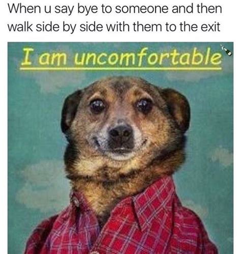 32 Animal Memes That Will Brighten Your Day Funny Animal Quotes