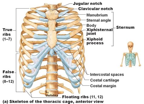 There are 12 ribs on each side (left and right) and a clavicle (collarbone) on the left and right as well. Ribs: Anatomy, Types, Ossification & Clinical Significance » How To Relief