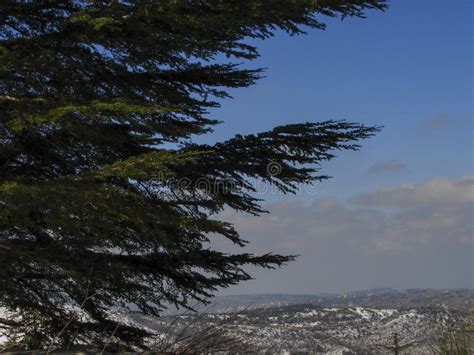 Arz Al Barouk Lebanon Cedars Snow Season Stock Image Image Of Season