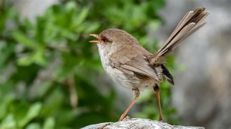 Experiments Hint At Why Bird Nests Are So Sturdy Science News