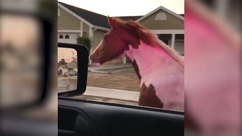 Runaway Horse Spotted By Police Speeding Down Highway Youtube