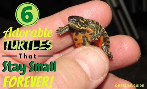 Irresistibly Cute Pet Turtles That Stay Small Forever With Pictures