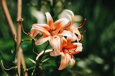 Galeri gambar bunga lili yang cantik pernik dunia bunga lili memang indah nah pada kesempatan ini kami akan menyajikan. Wow 12+ Gambar Tanaman Bunga Lili - Gambar Bunga Indah